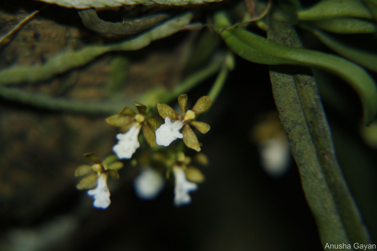 Trichoglottis quadriga Atthan., C.Bandara, Peiris & Kumar